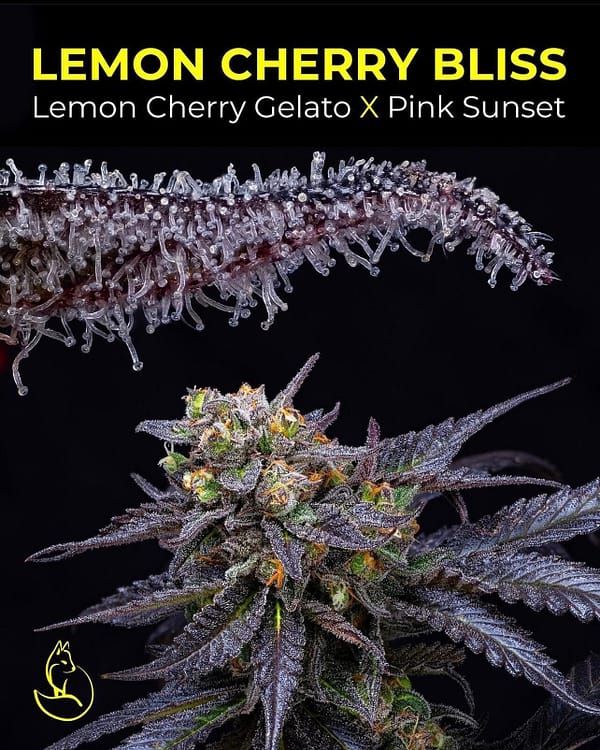Lemon-Cherry-Gelato-X-Pink-Sunset